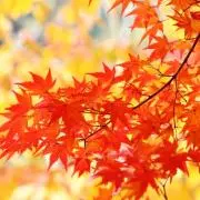 Akiの画像