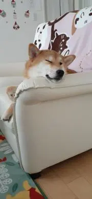 どんきちの画像