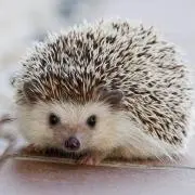ねずみ