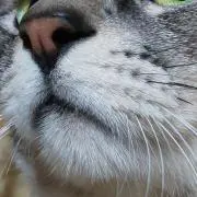 mikasimaの画像