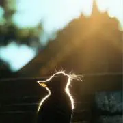 Tell٩( ᐛ )وの画像
