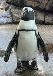 ちぃの画像