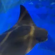 nono