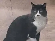 おおしも