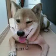Sakuraの画像