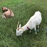 ぼんちゃんママ