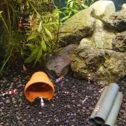 おいざんの画像
