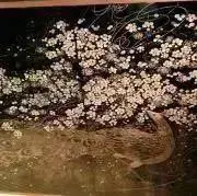tarakoの画像