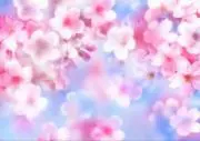❀SAKURA❀の画像