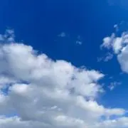 コンの画像