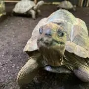 maaaaasa