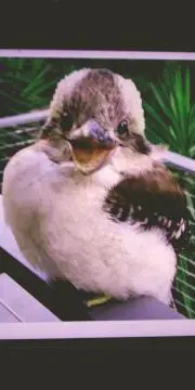 とうにゅうの画像