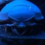 とらっくの画像