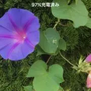 紅
