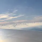 のらこの画像