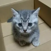 れんやの画像