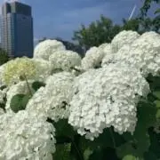 Rafの画像