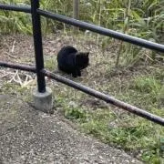 ミャオミャオネガの画像