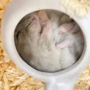 はむ