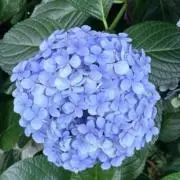 Adelineの画像