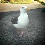 mindinの画像