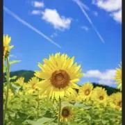 hikari❤︎毎日セール中⭐️迅速発送の画像