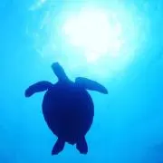 スーパーサイヤ人の画像