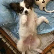 のんちゃん