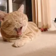 ちゃんイオの母の画像