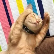 にゃんこ大好き
