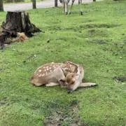 バンビ[当日翌日発送]の画像