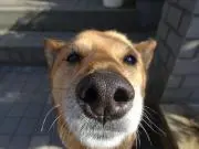 かわうそ