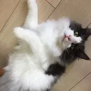 りは