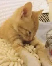 ☆フォロー割実施中☆ルピナス☆の画像