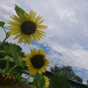 さつきの画像