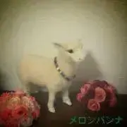 メロンパンナ