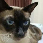 栗ようかん