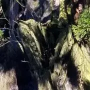 ぴかりん