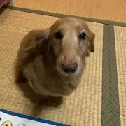 コスパ抜群】ハングオンタイプ プロテインスキマー ws-80 300l対応