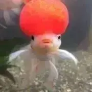 nanaの画像