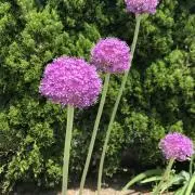 mossmossの画像