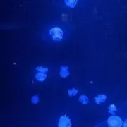 もっちっちの画像