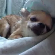 ぶぅ✳︎