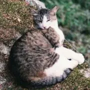 ふかふかの画像
