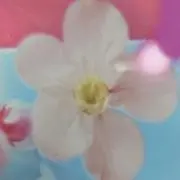 HARUの画像
