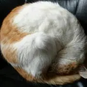 KO.UKIN