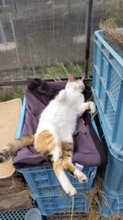 こはく農園の画像
