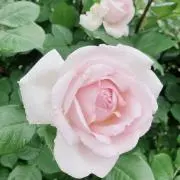 りおんの画像
