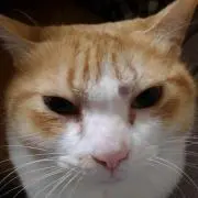 ゆずの画像