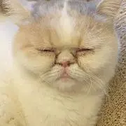 pippiの画像